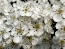 flowers blossom white p4240185