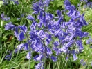 flowers bluebells in wood closeup 2