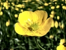 flowers buttercup closeup p5250020