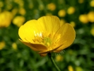 flowers buttercup closeup p5250023