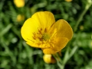 flowers buttercup closeup p5250027