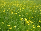 flowers buttercups in field p1050891