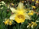 flowers daffodil p4030449