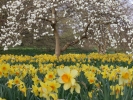 flowers daffodils 1