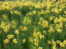 flowers daffodils 2