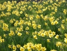 flowers daffodils 3