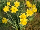 flowers daffodils 5