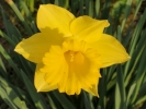 flowers daffodils 6