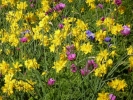 flowers daffodils p1030423