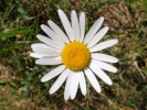 flowers daisy closeup p5250002