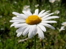 flowers daisy closeup p5250010