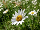 flowers daisy closeup p5250012
