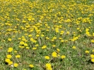 flowers dandylions in field