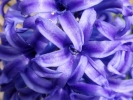 flowers flower blue closeup