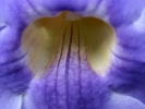 flowers flower closeup blue 1
