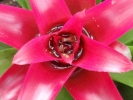 flowers flower red closeup