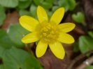 flowers flower yellow closeup