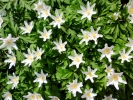 flowers flowers white p4030451