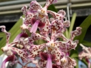 flowers orchids 1