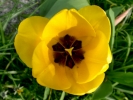 flowers tulip closeup 1