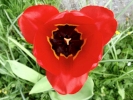 flowers tulip closeup 2