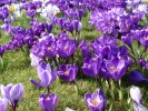 flowers tulips 1