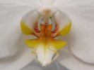 flowers white flower extreme closeup