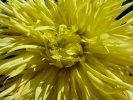 flowers yellow flower closeup p1040958 b
