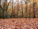 forest autumn woodland pb060272