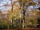 forest autumn woodland pb070298