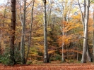 forest autumn woodland pb070308