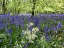 forest bluebell woodland 1
