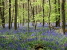 forest bluebell woodland 2
