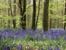 forest bluebell woodland 3