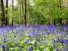 forest bluebell woodland 4