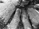 forest fire swinley forest fire burnt logs p1020357 b mono