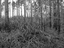 forest fire swinley forest fire p1020353 b mono tn.jpg