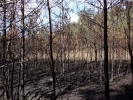 forest fire swinley forest fire p5100055