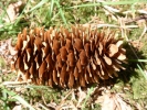 forest pine cone closeup p4230165