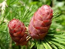 forest pine cones 1