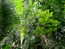 forest tropical 1