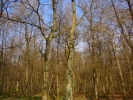 forest winter woodland bare trees 1