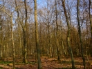 forest winter woodland bare trees 2