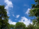 forest woodland blue sky up through canopy p5140164