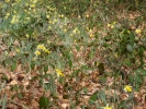 forest woodland daffodils