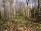 forest woodland daffodils 1