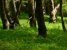 forest woodland dark with sunny areas tree trunks
