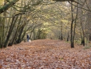 forest woodland in autumn