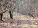 forest woodland in sping with deer in distance