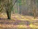 forest woodland in spring